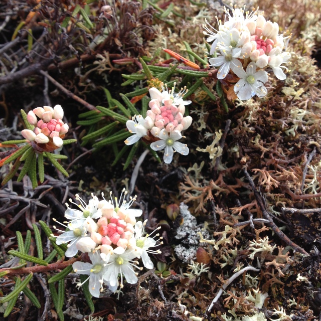 Rhododendron tomentosum (ACM)